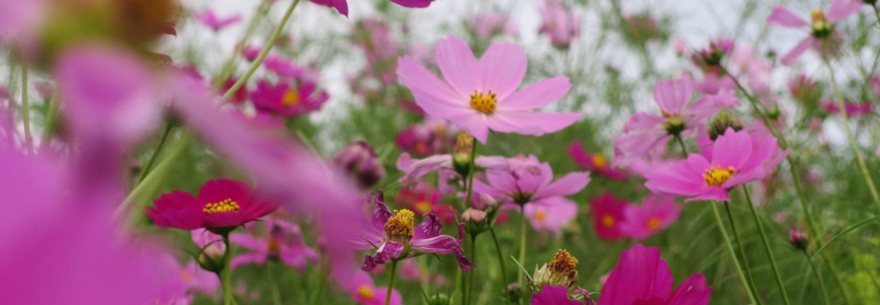 黒姫コスモス — Kurohime Cosmos