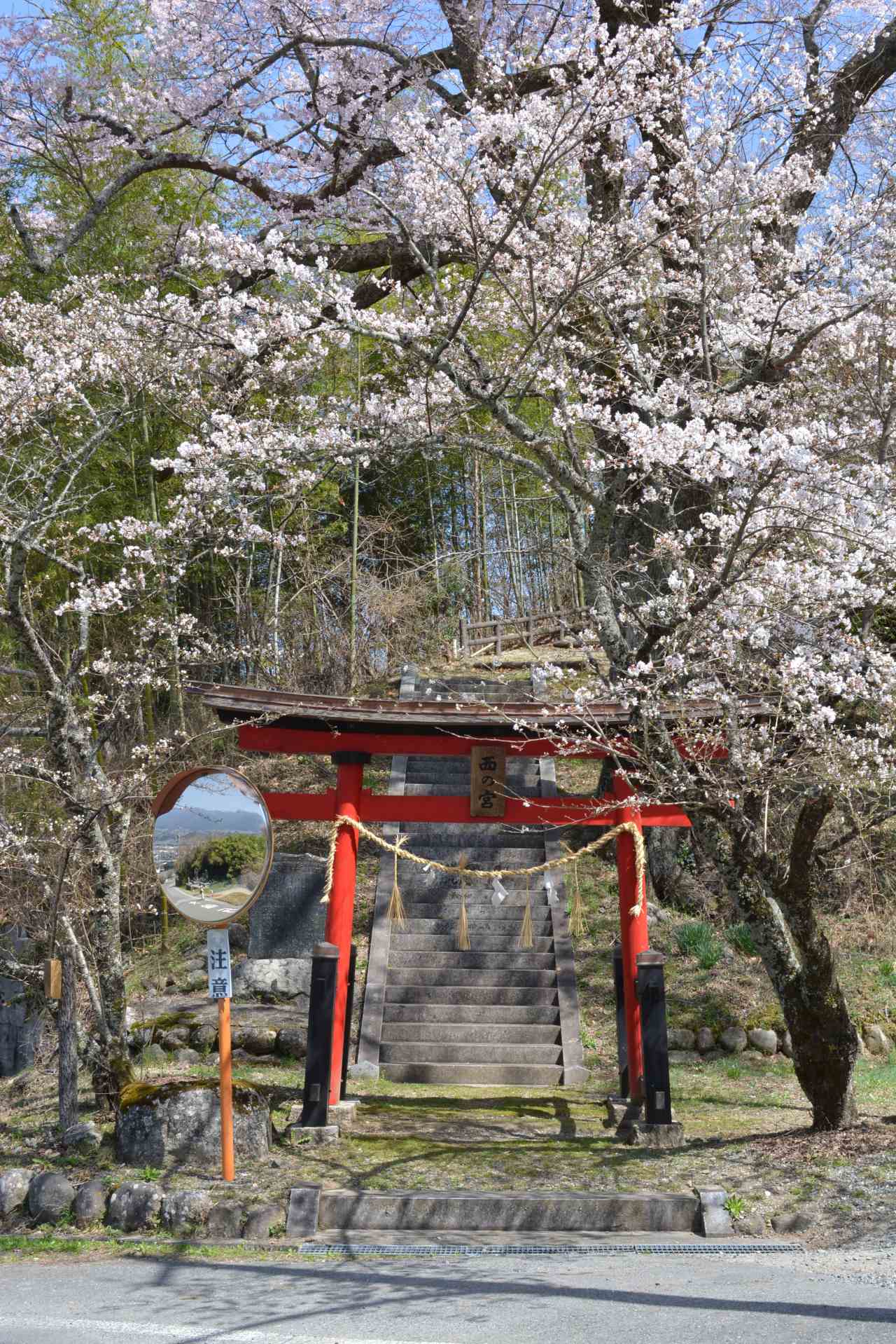Strawberries and Sakura