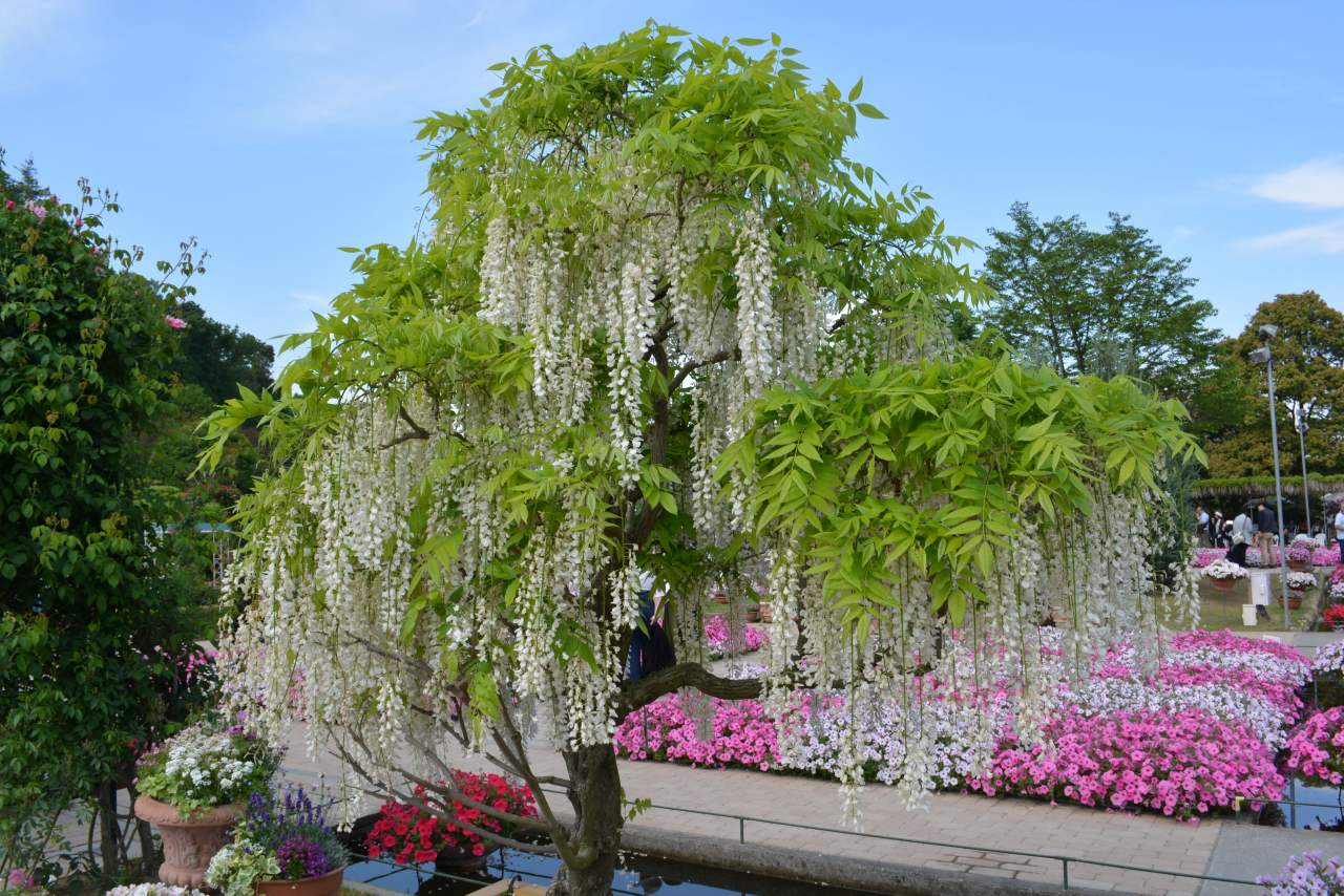 Ashikaga Flower Park