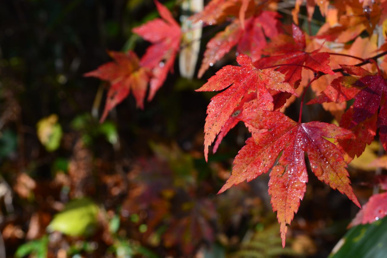 The Wonders of&nbsp;Fall