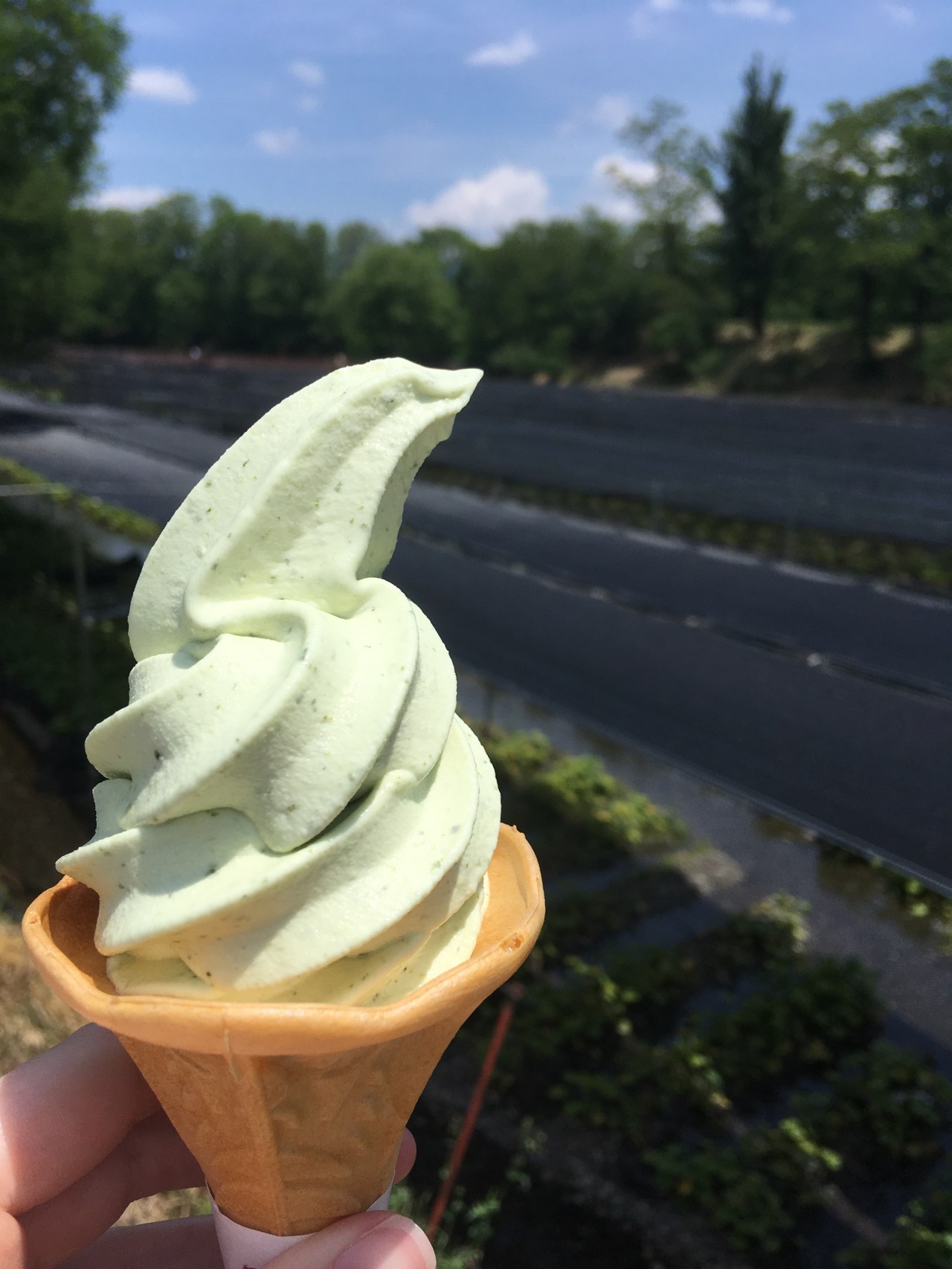 わさびソフト — Wasabi Ice&nbsp;Cream