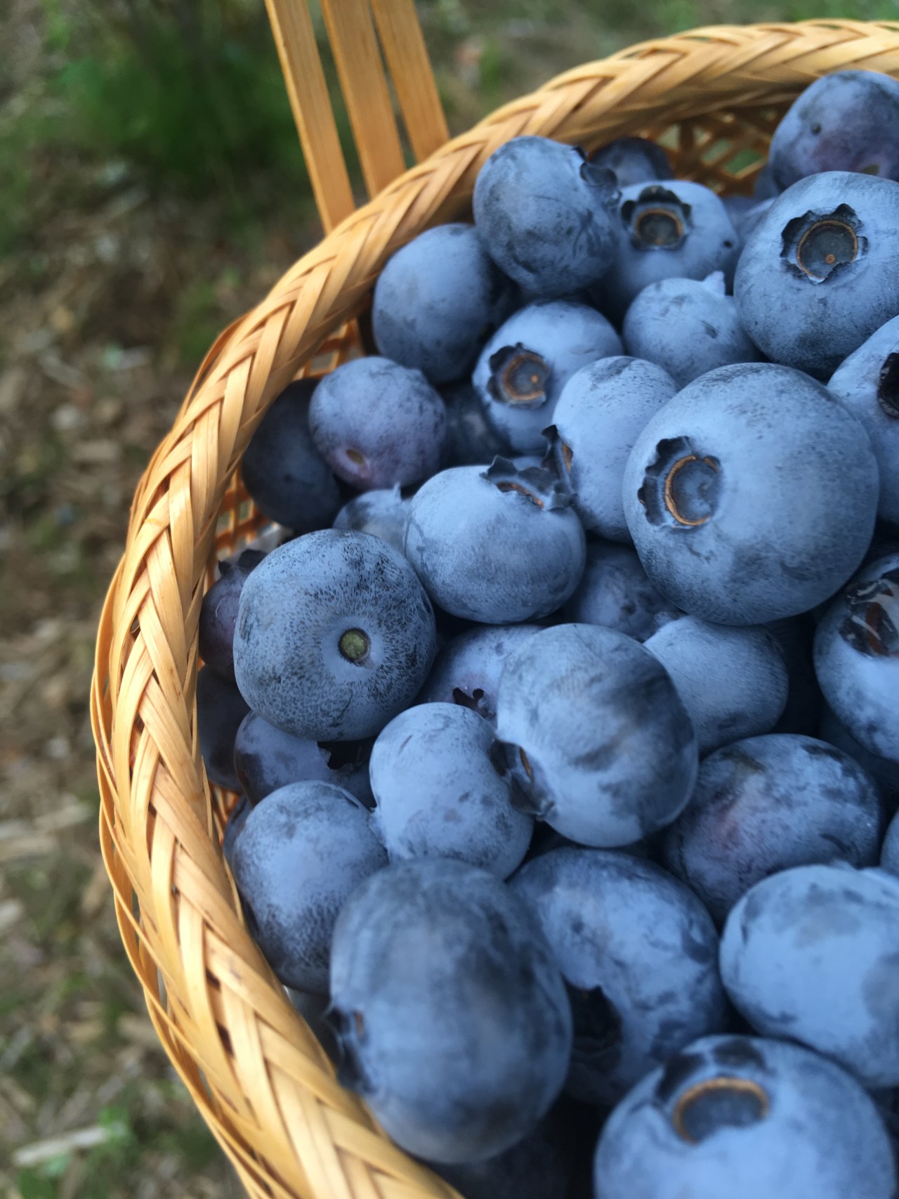 Blueberry Picking —&nbsp;ブルーベリー狩り