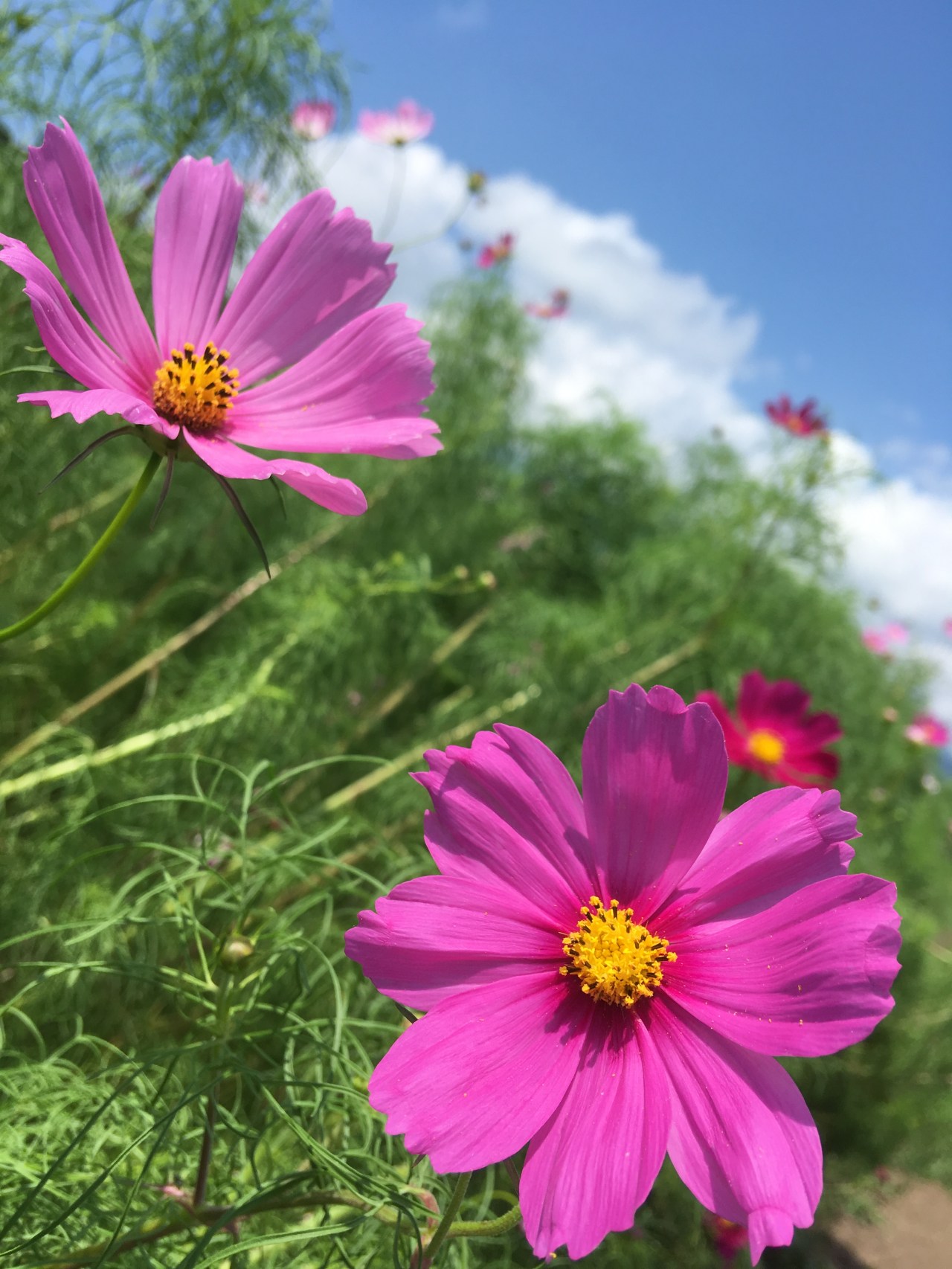 黒姫高原コスモス園 — Kurohime&nbsp;Cosmos